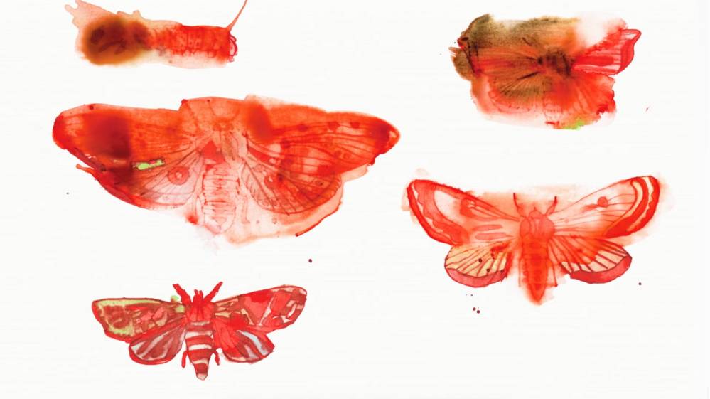 Still image from the animated film Breathe In, Breathe Out showing an ink drawing of red butterflies.