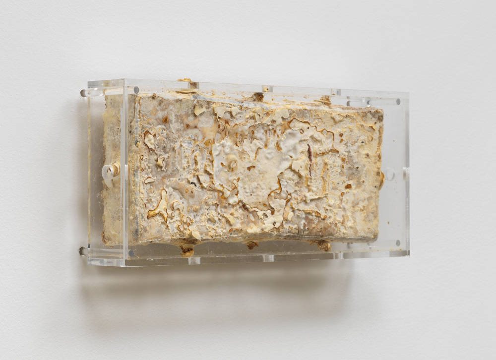 Image of a painting by Nour Mobarak in which the artist inundates the canvas with mycelium which degrades the image, and is then encased in a plexiglass box.