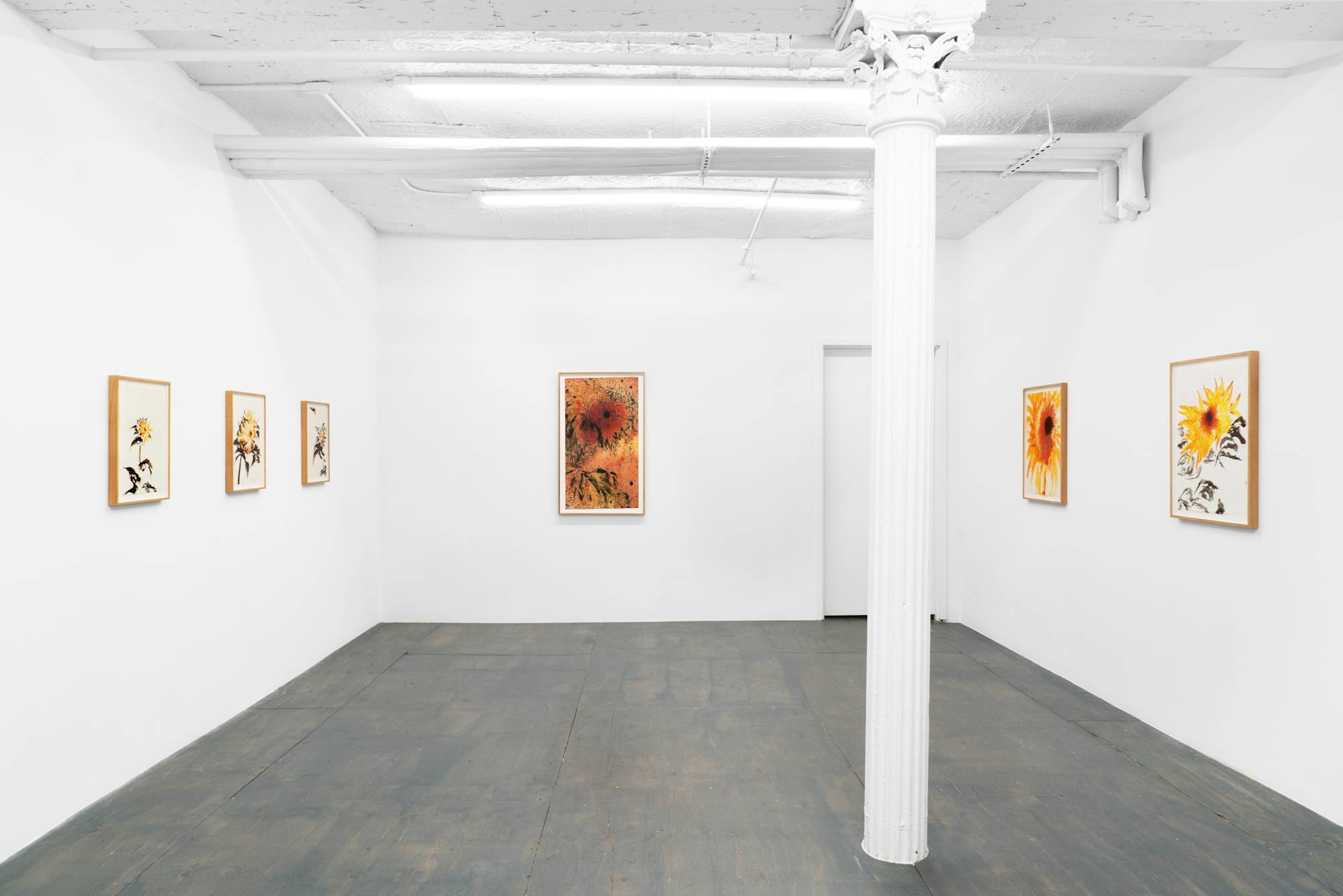 Six ink paintings of sunflowers of various scale hang in a white-walled gallery with a grey floor.