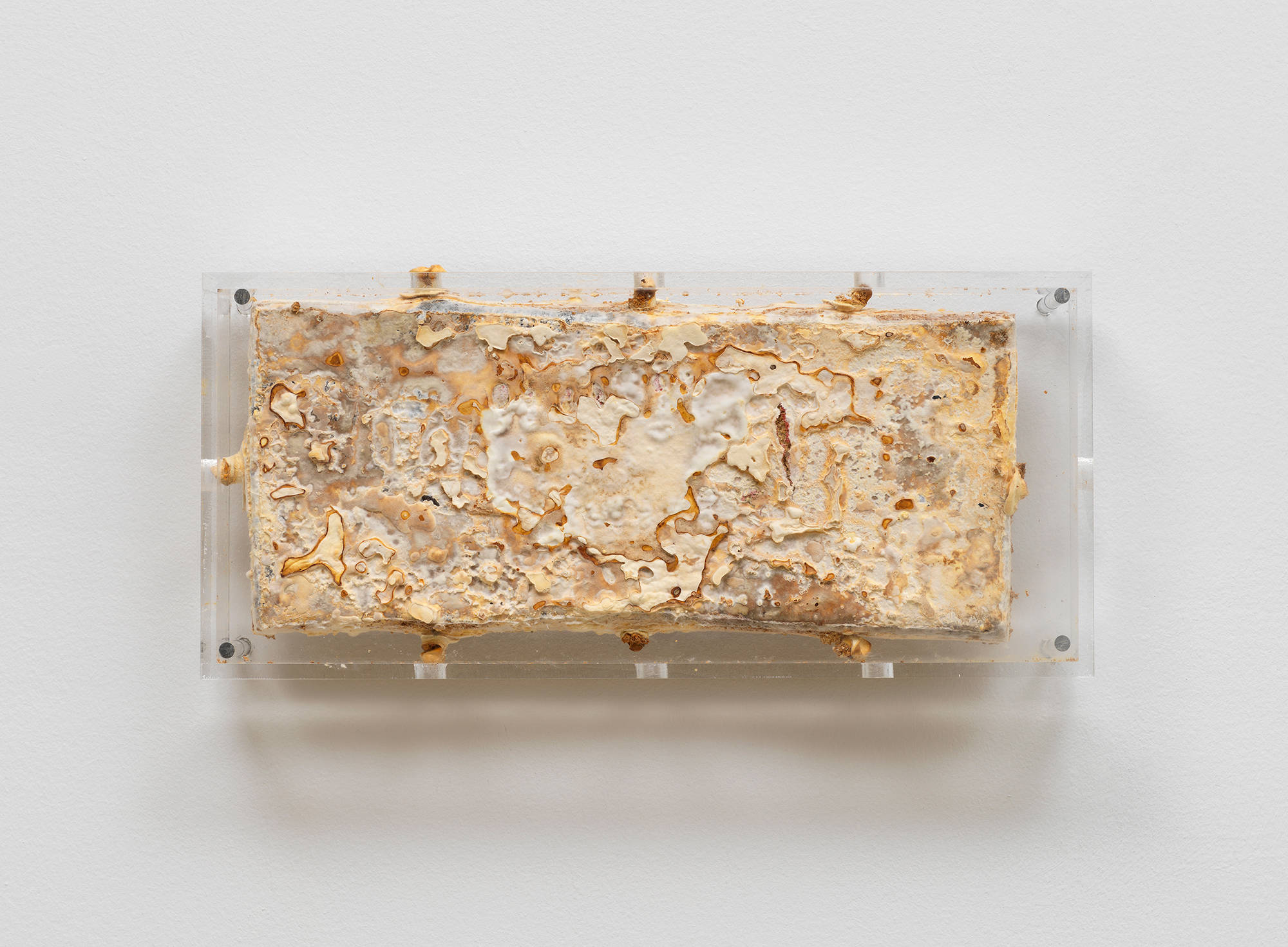 Image of a painting by Nour Mobarak in which the artist inundates the canvas with mycelium which degrades the image, and is then encased in a plexiglass box.
