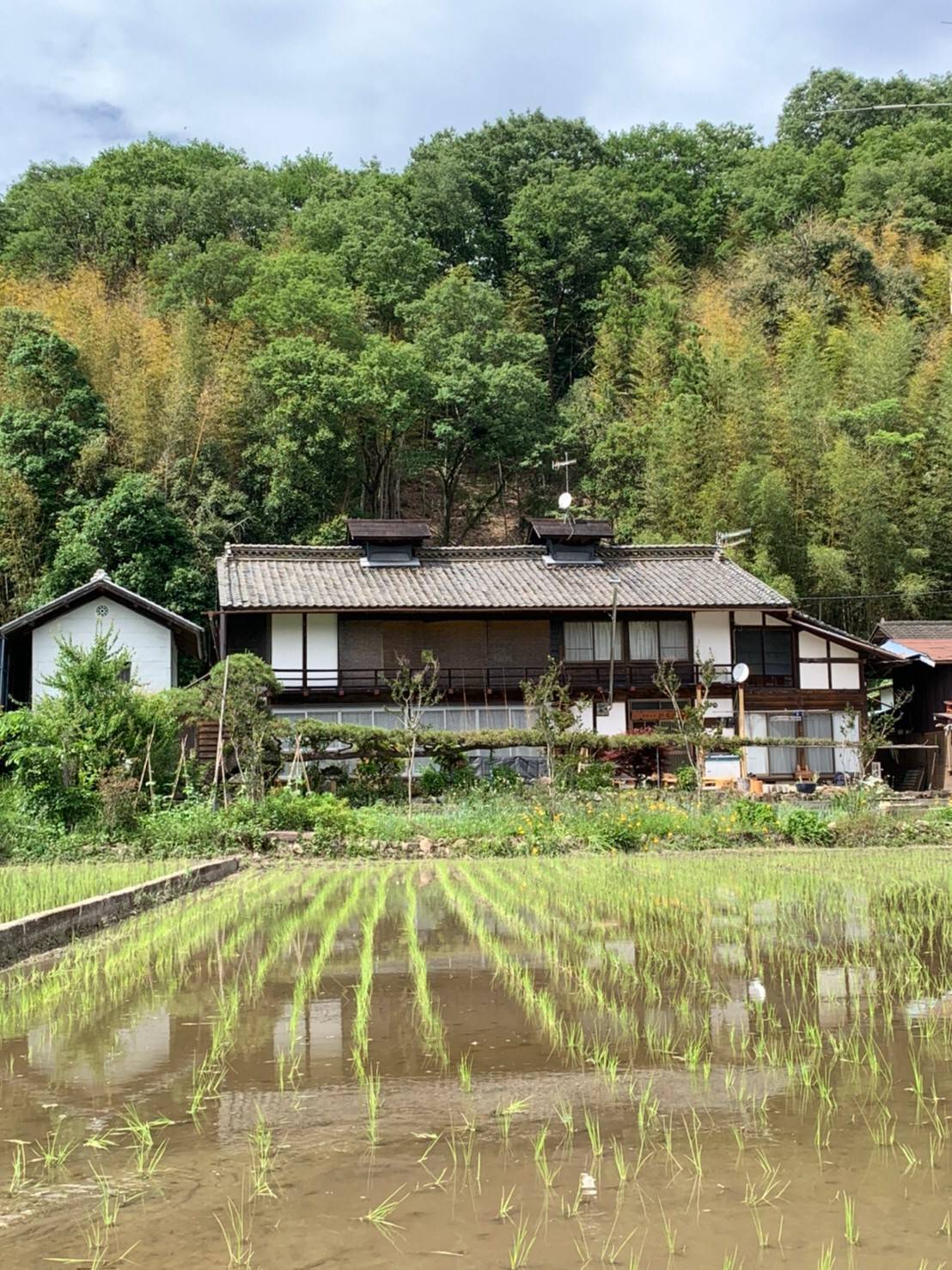 0606写真⑤（田んぼの写真）