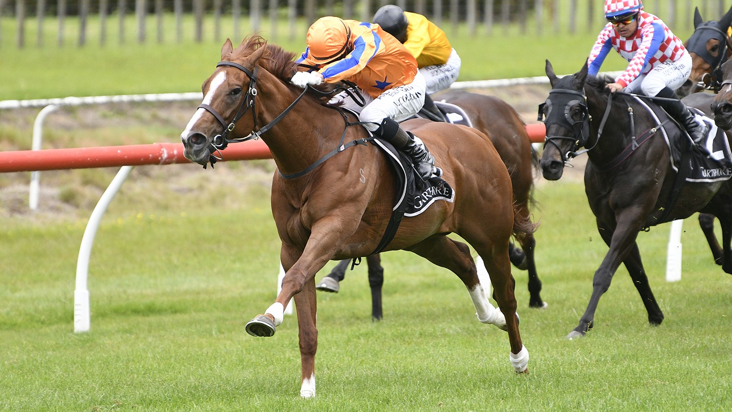 Wild Night back in full flight