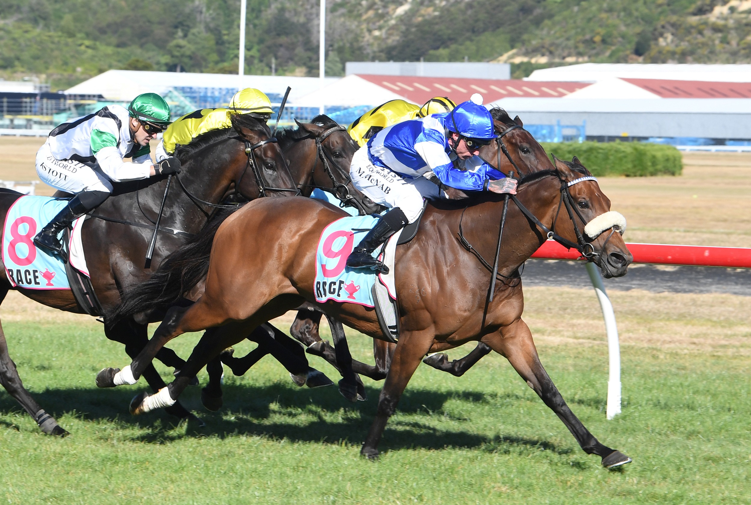 Stablemates up for the Trentham challenge