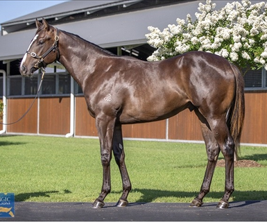 Snitzel’s son Snapback added to southern stallion ranks