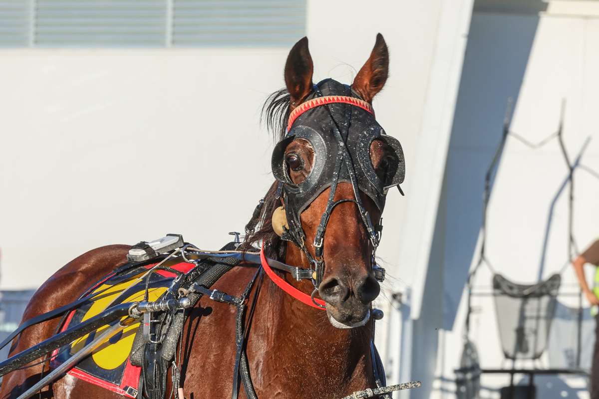 Faulks trained brothers both grab glory