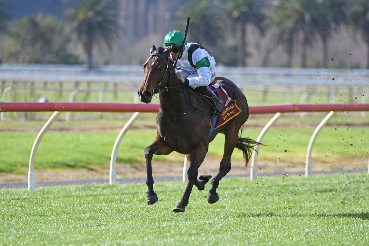 Cambridge Stud stallions striking form at the right time