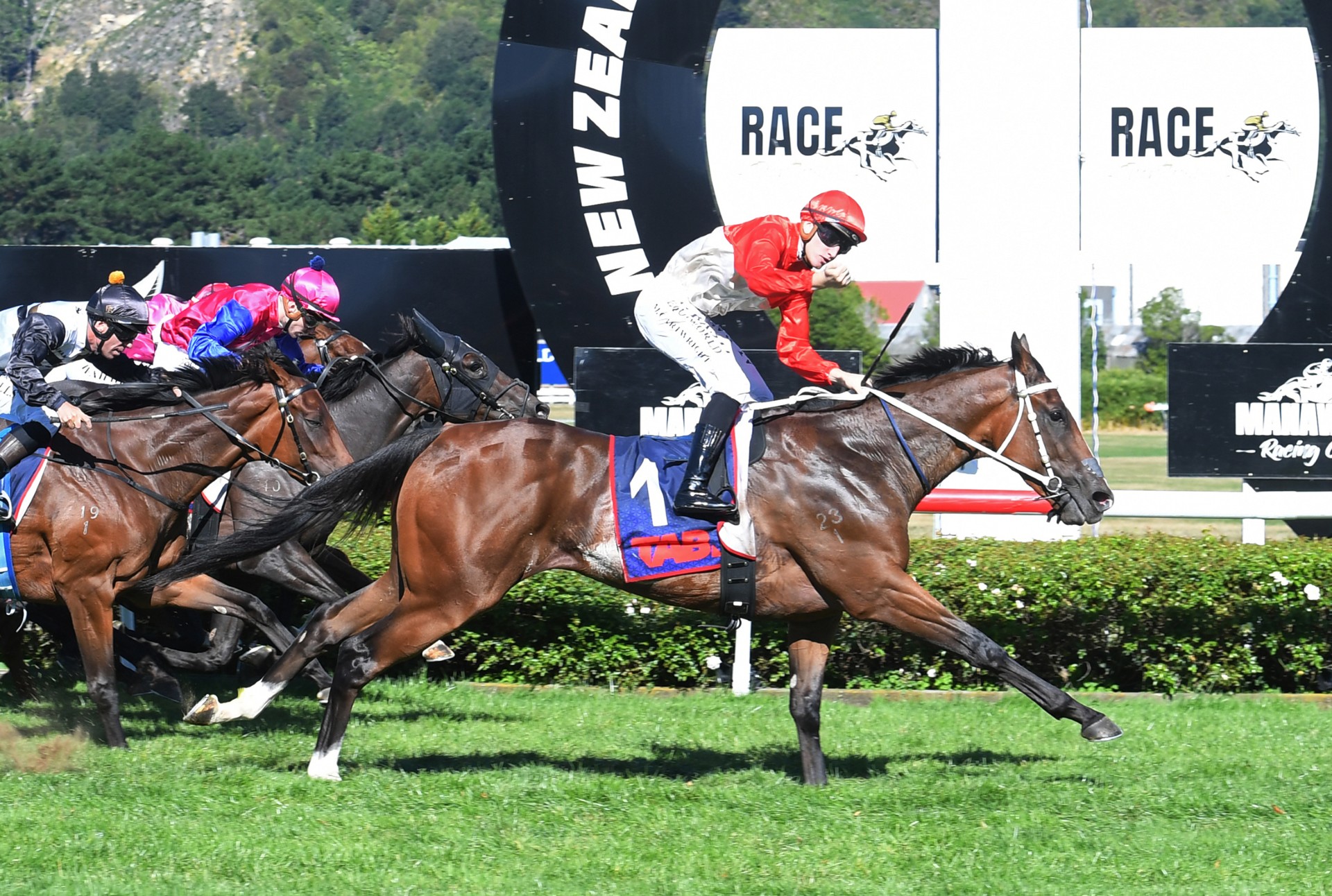 Plan B working a treat for boutique breeder
