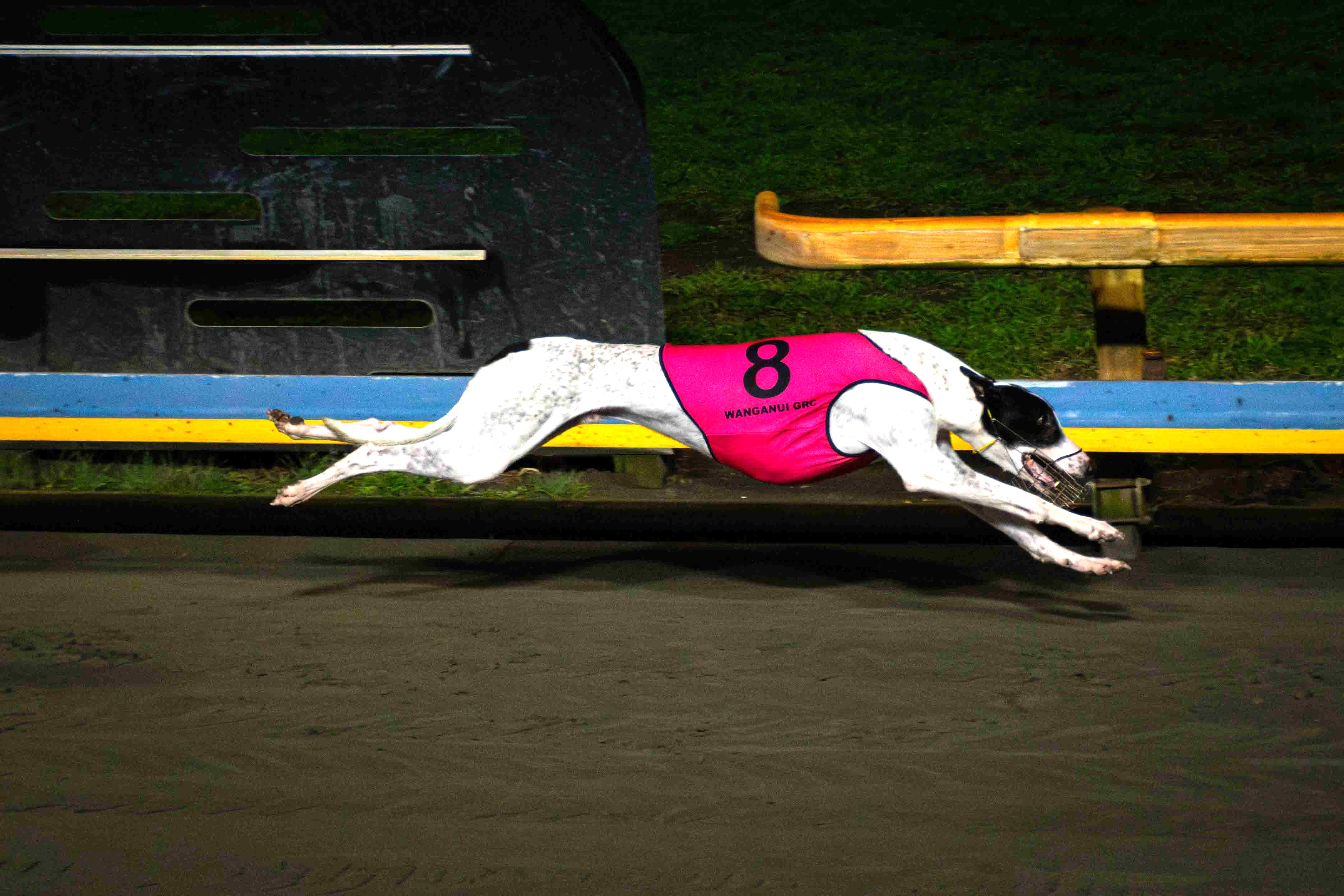 Black type heat racing in the River City