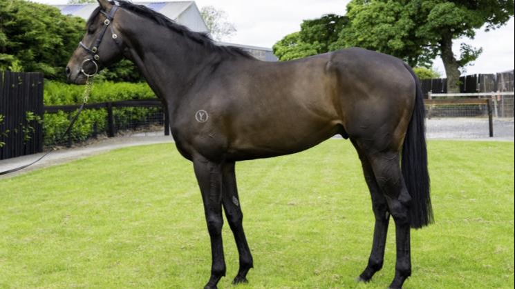 White Robe stallion boosts spirits with first winner