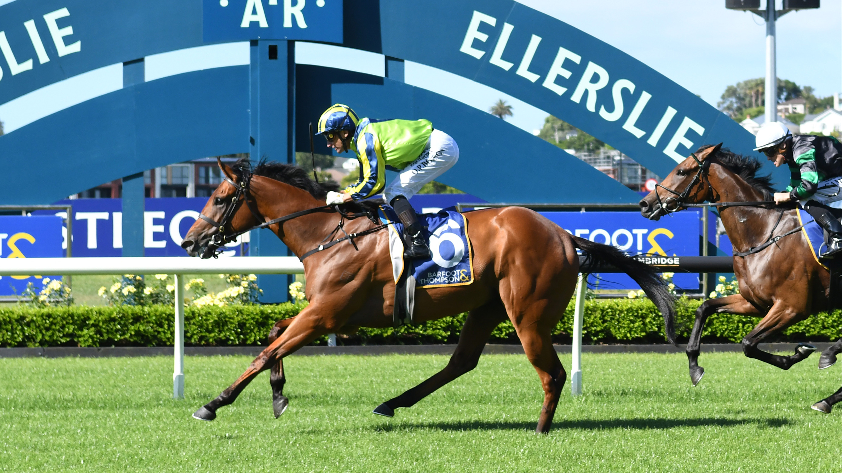 NZ Derby focus on Gingernuts Salver runners