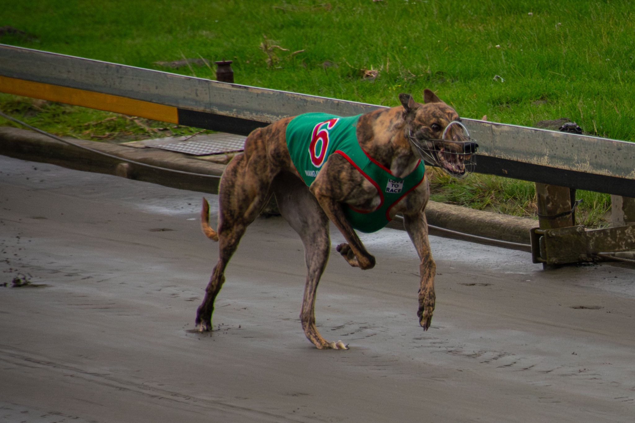 Waitangi Day Whanganui Winners: Roso's Greyhound Preview 