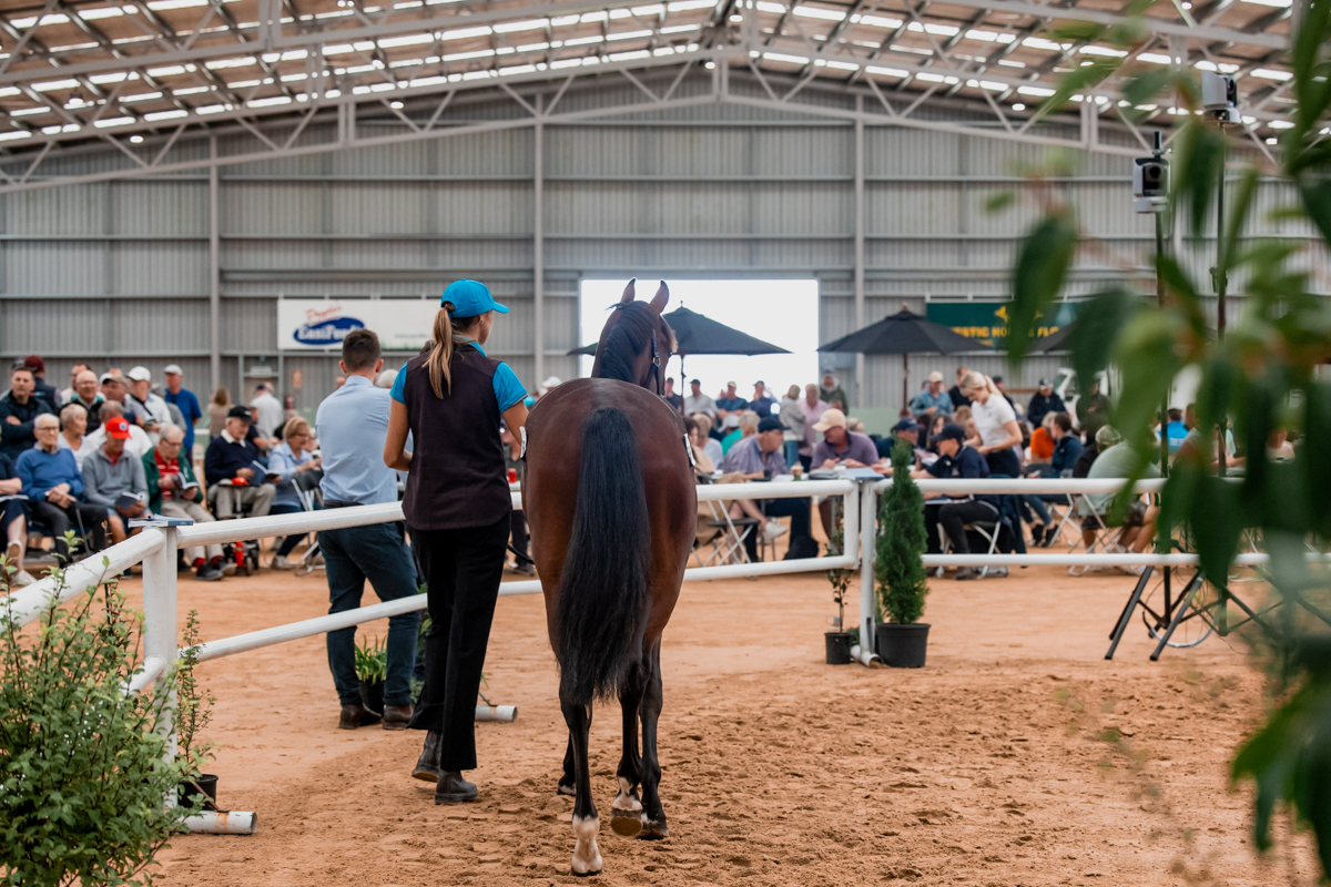 Yearling Sales were a great week for harness racing