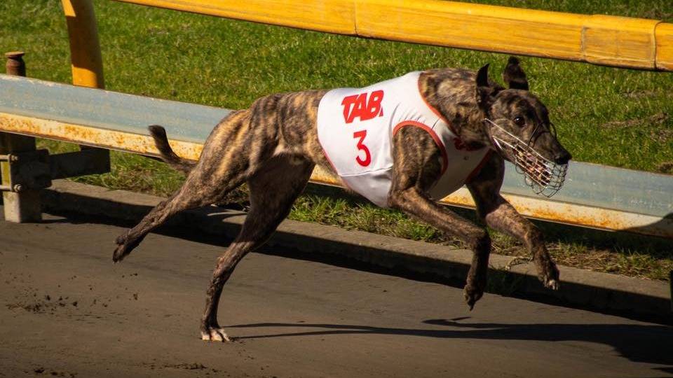 Roso Unleashes his Hatrick best