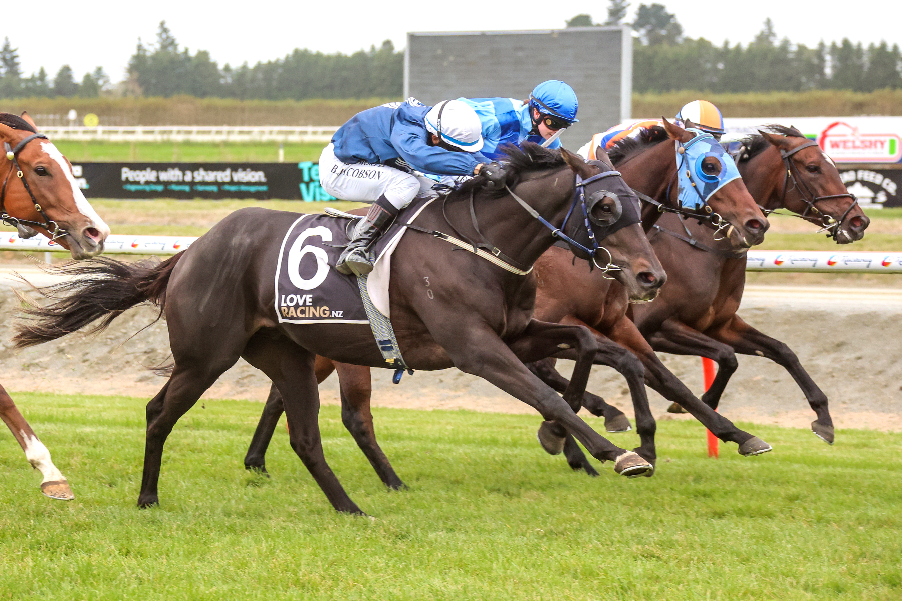 Penvose Lad thriving in Southland