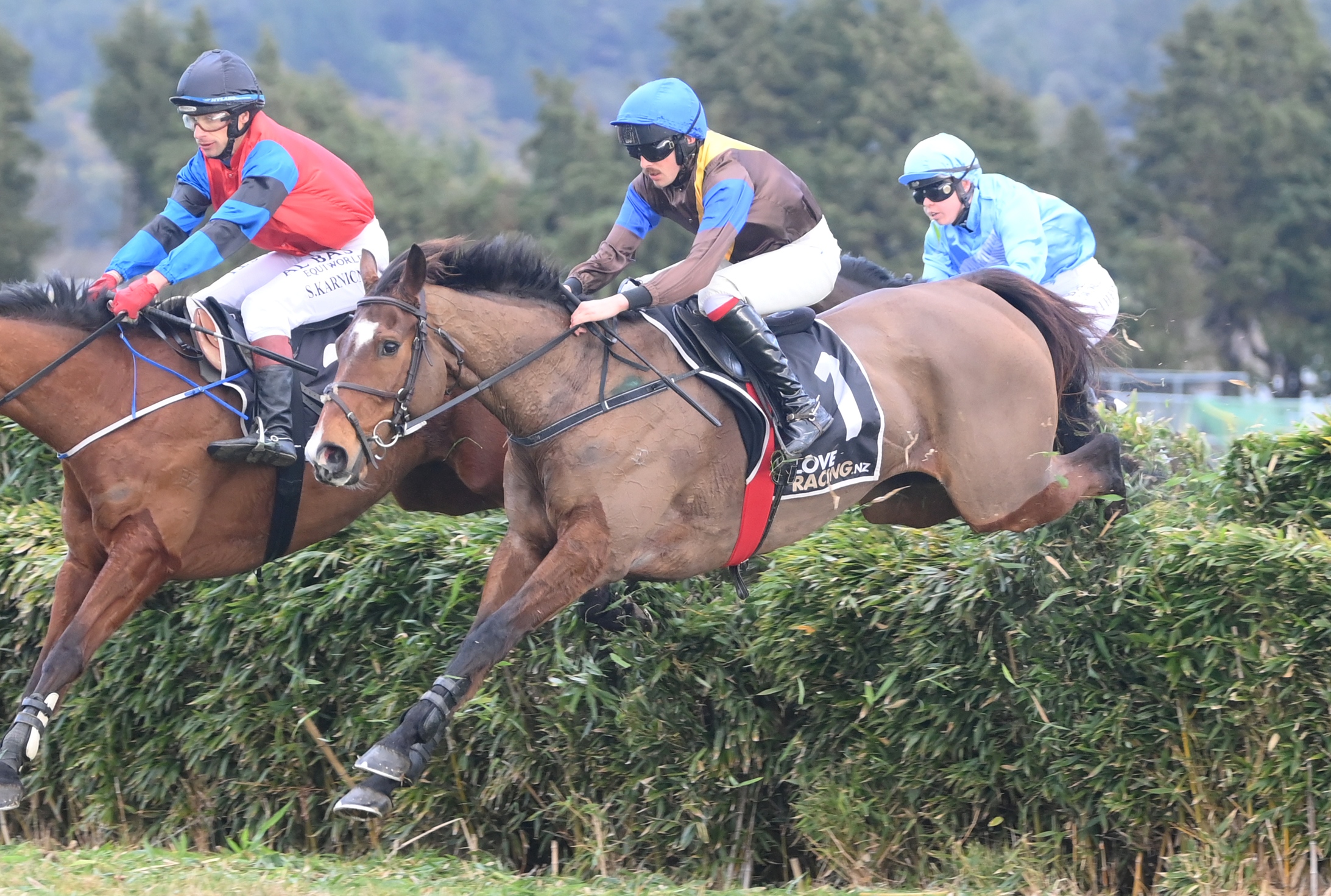 Champion jumper The Cossack retired