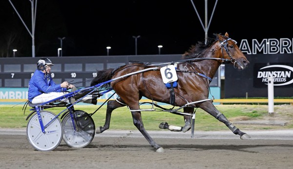 No Rising Sun For Chase A Dream As Gelding Decision Made