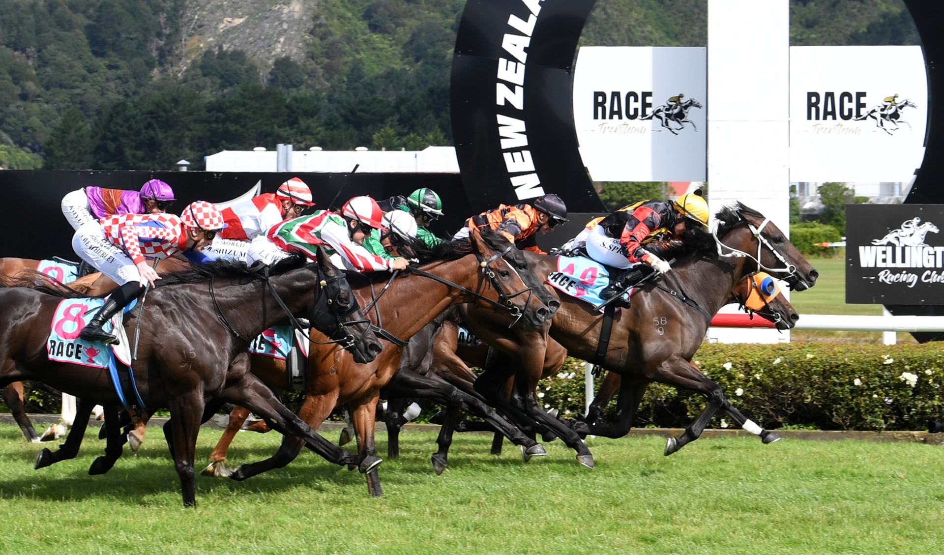 Provence headlines red-letter day with Thorndon Mile victory