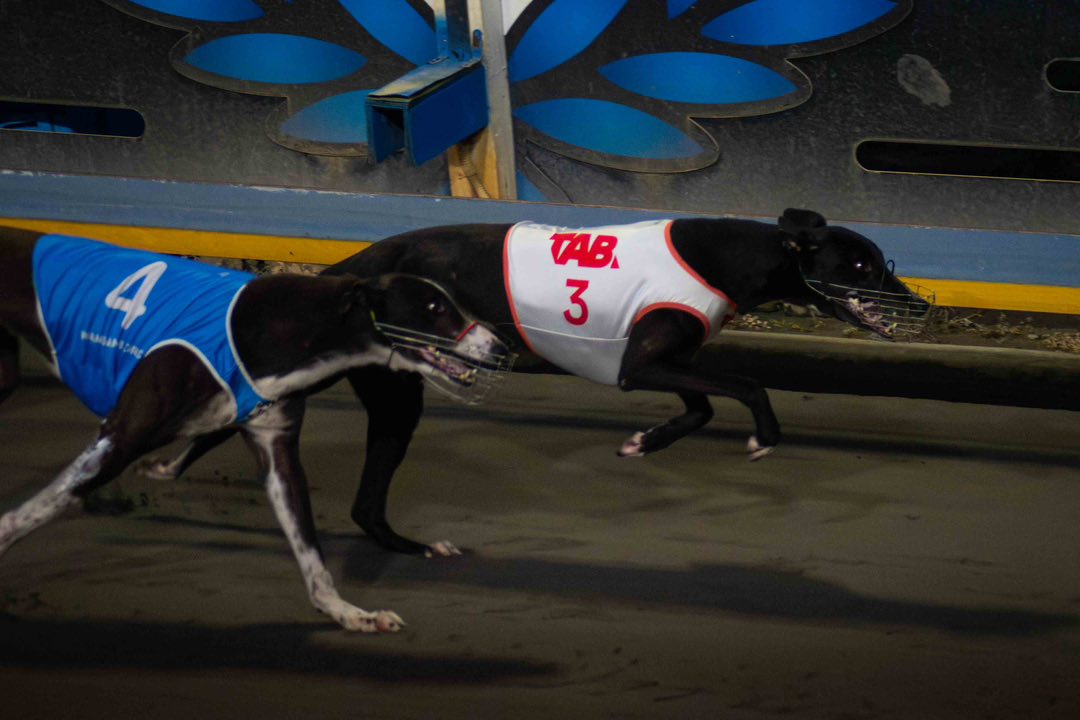 Fast hounds under the Friday Night Lights