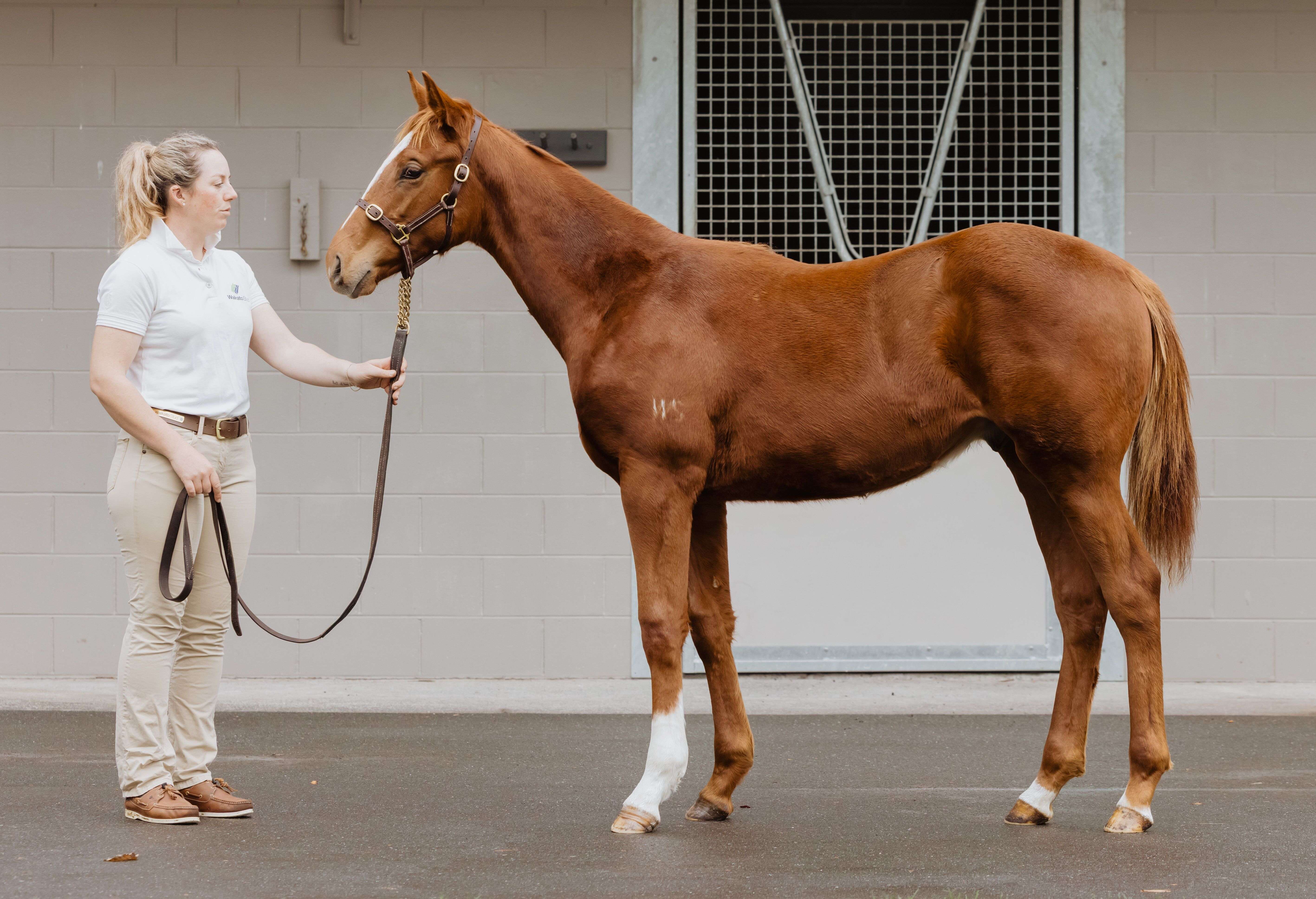 Kaha Nui Farm crowned leading buyer at NZB weanling sale