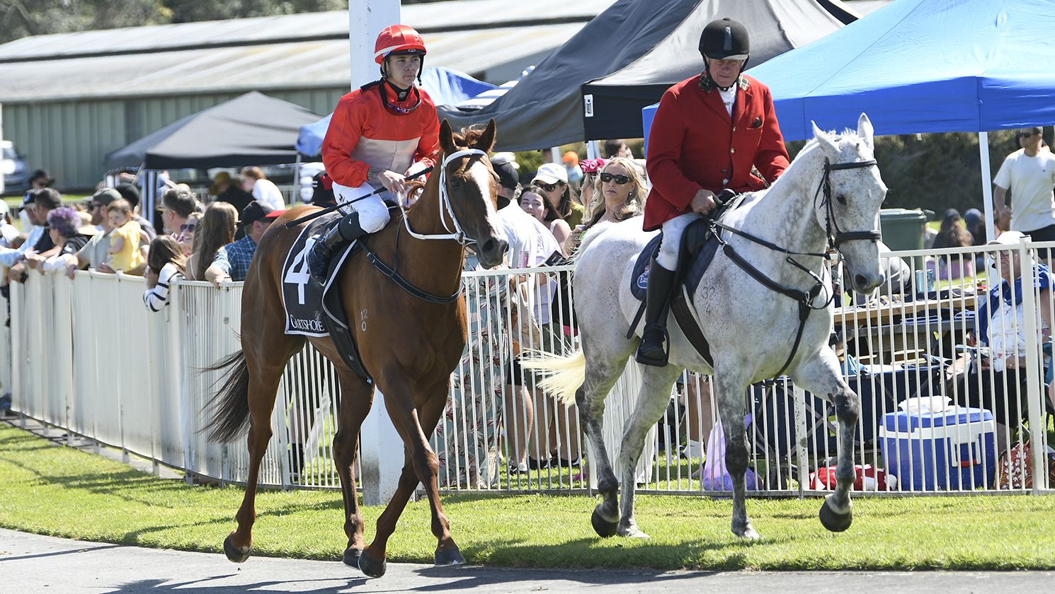 Glamour Tycoon shows fighting qualities in Tauranga victory