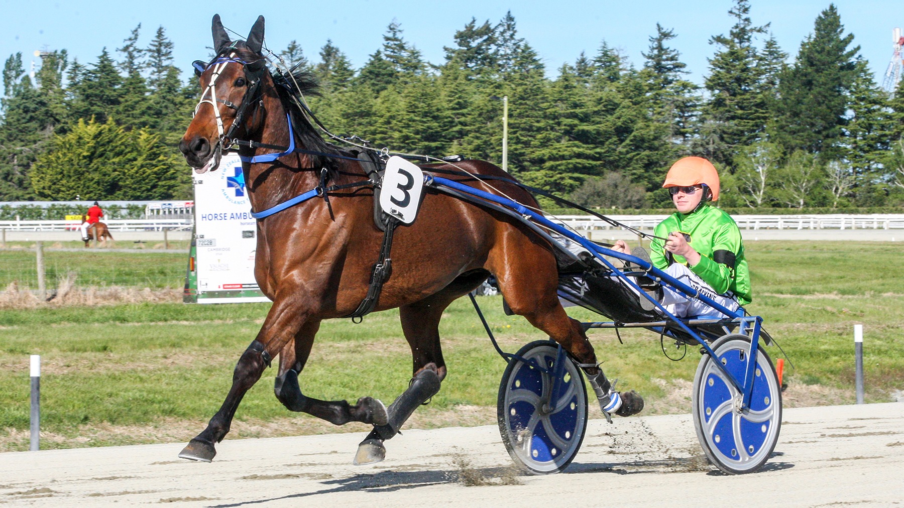 Champion trotter out to show his muscle at the foot of the mountain