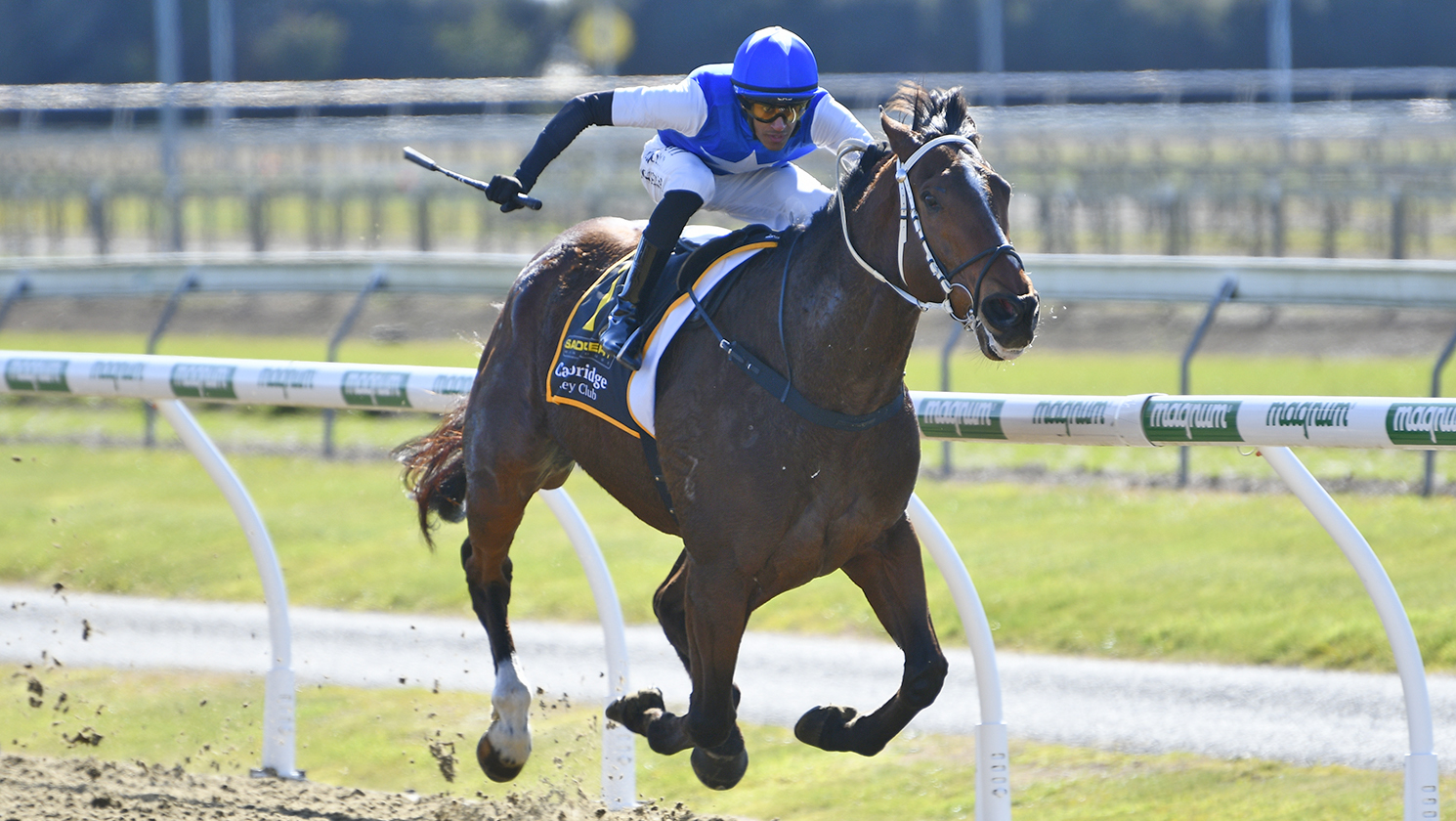 Seamsew continues strong synthetic run