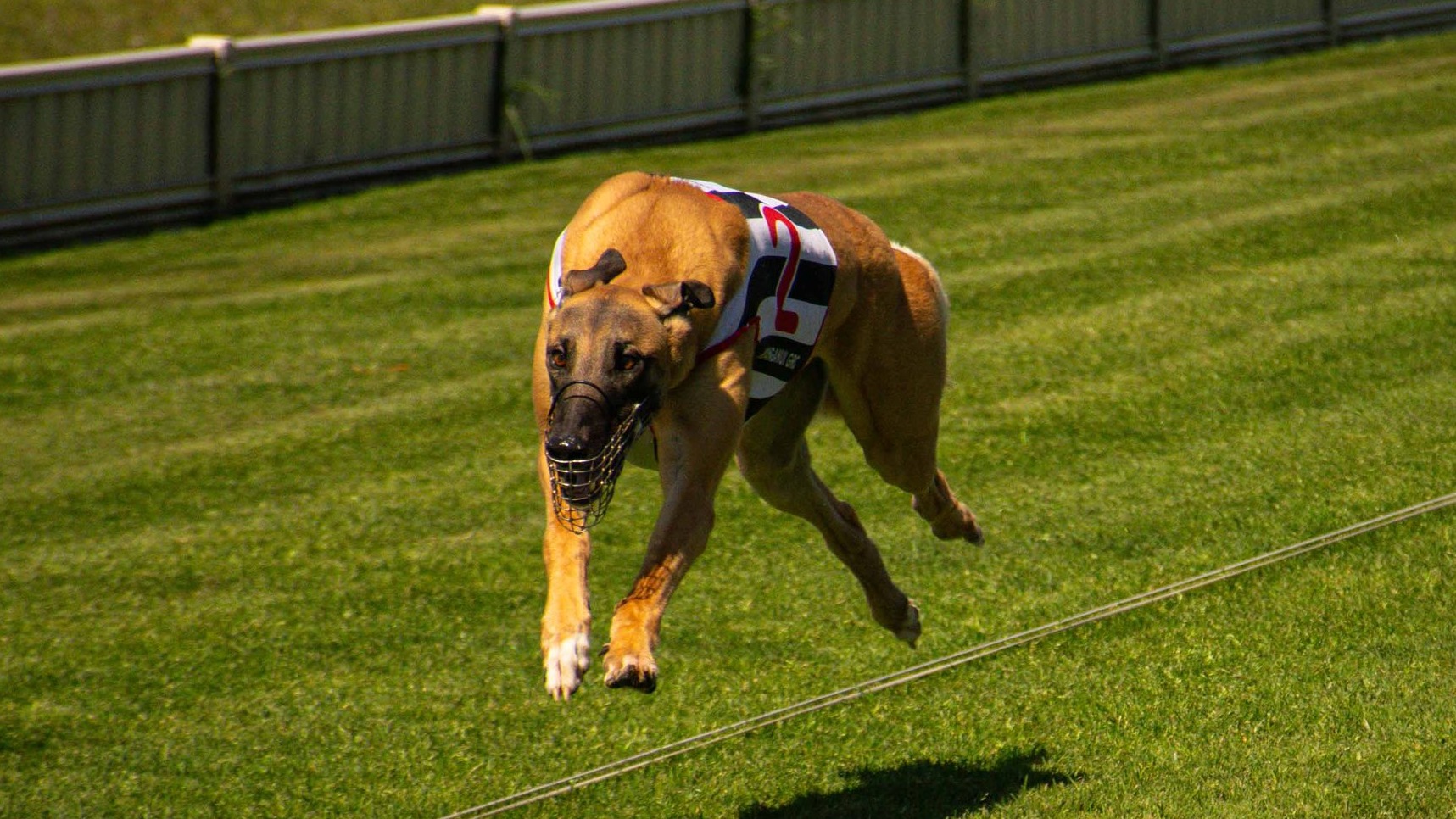 Roso unleashes his best for Palmy pups