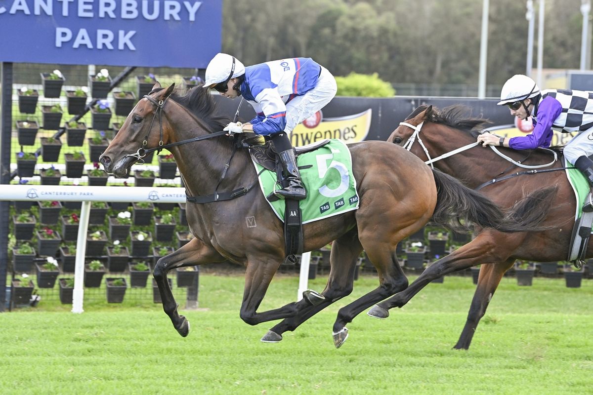 Kiwi-breds out to extend remarkable Queensland Derby run
