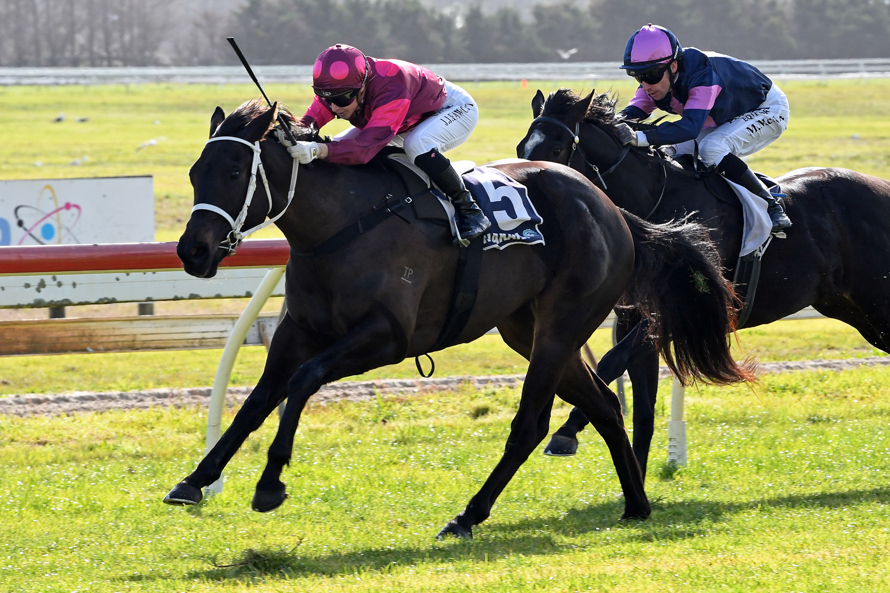 Vegas Queen seeking coveted NZB Kiwi berth