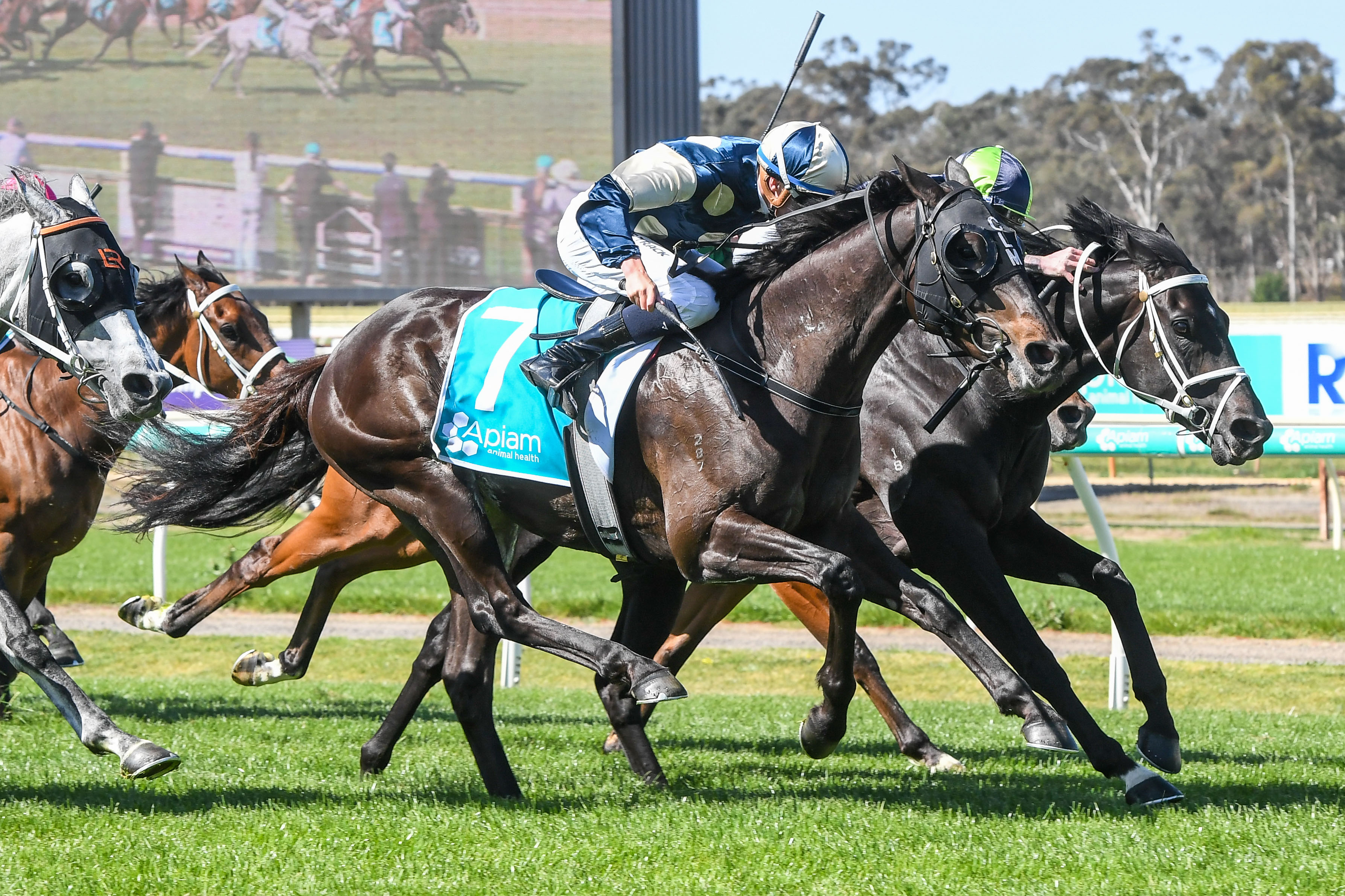 Maher keen on Wellington Cup mission
