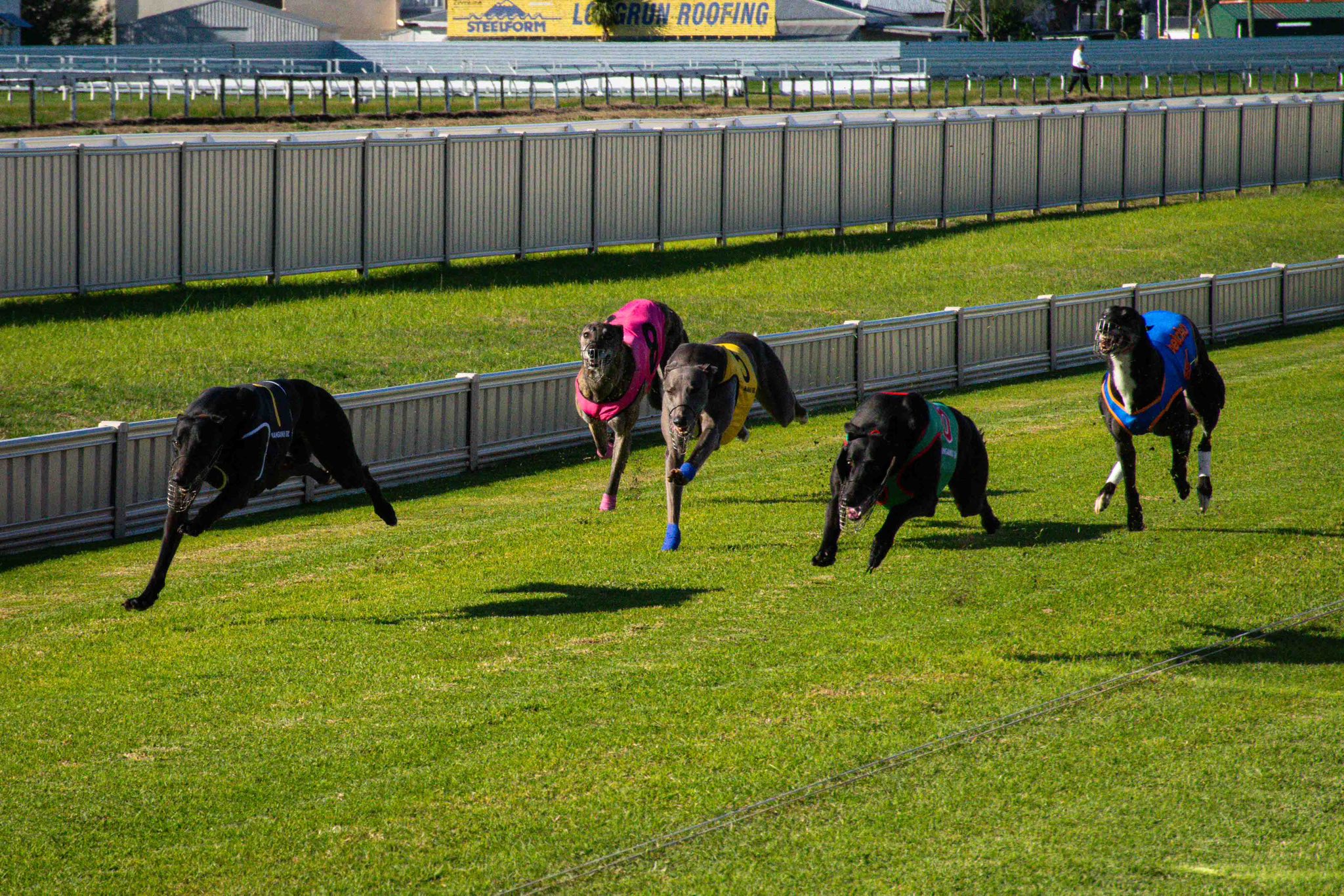 Roso chooses them straight from Whanganui on Hump-Day