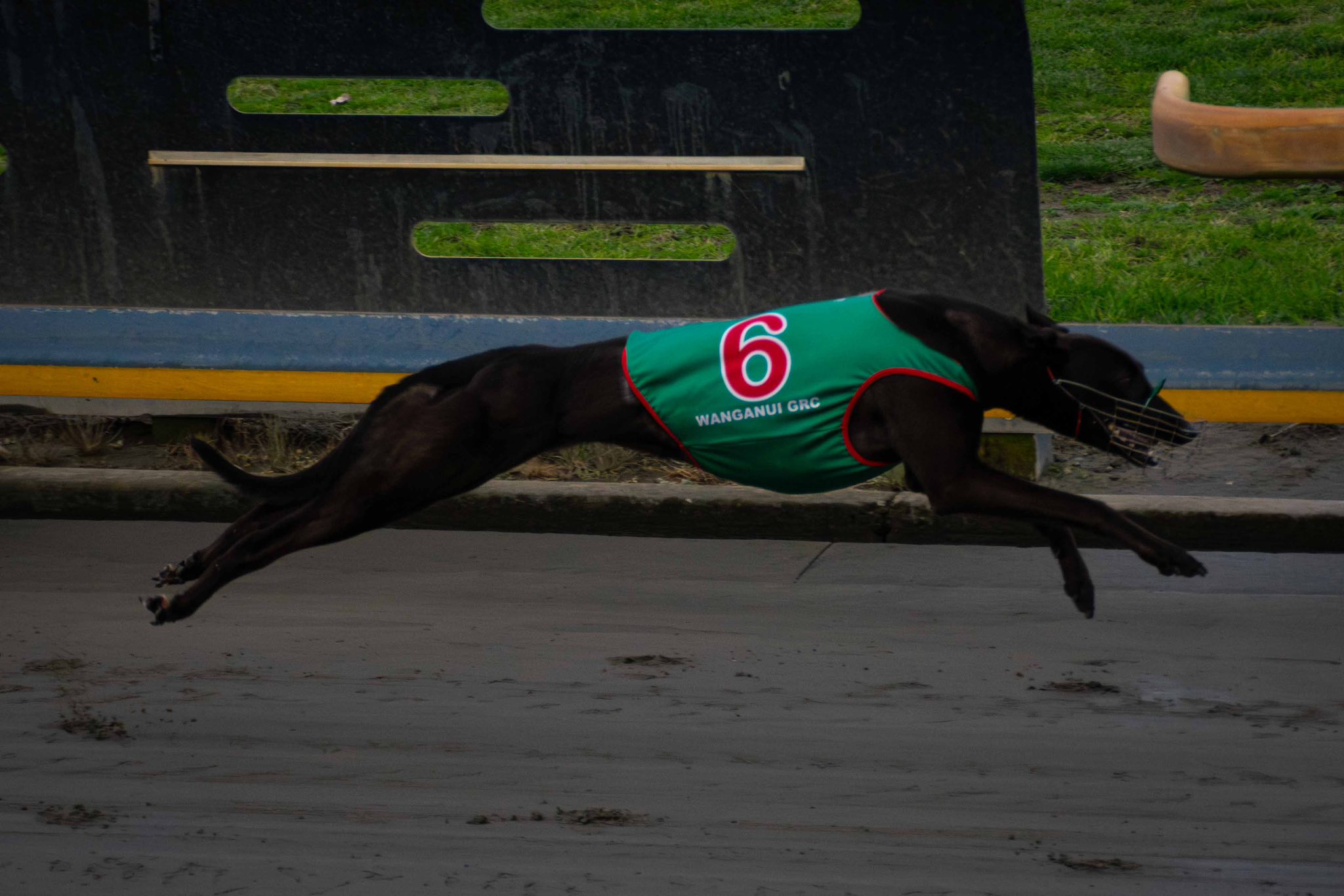 Choosing Greyhounds on a Tuesday: Roso's choices