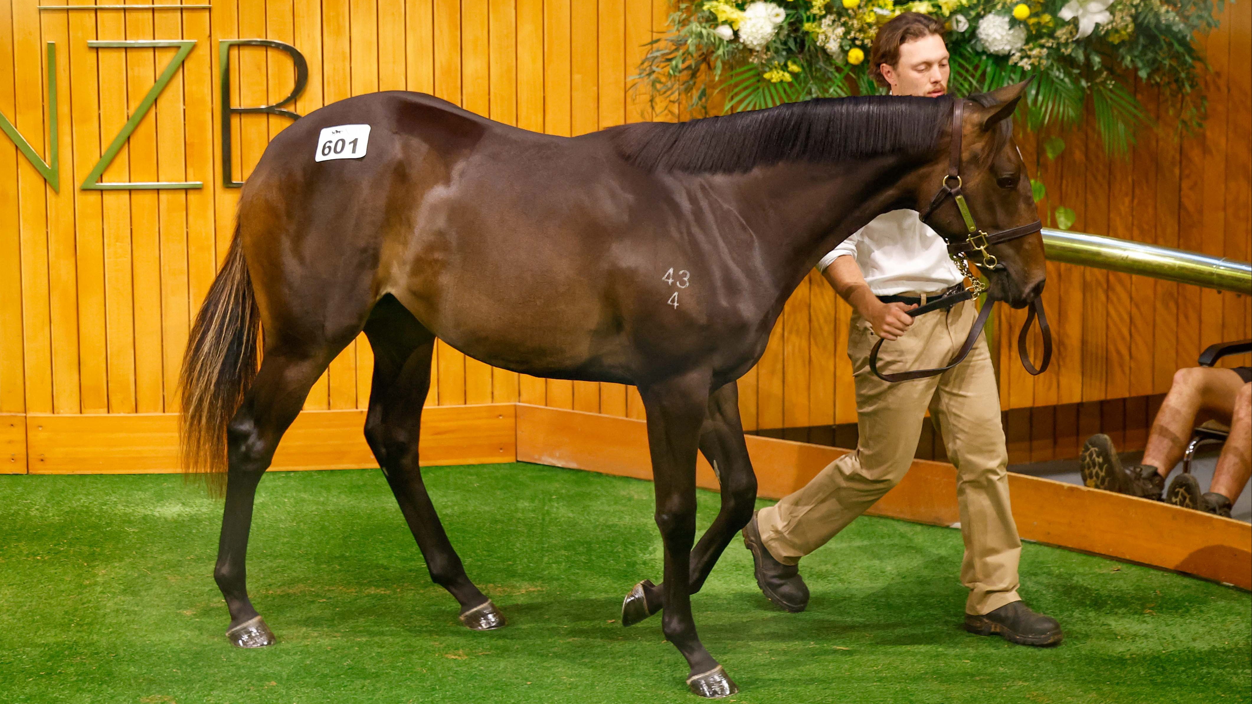 Cambridge Stud stallions continue favourable impression