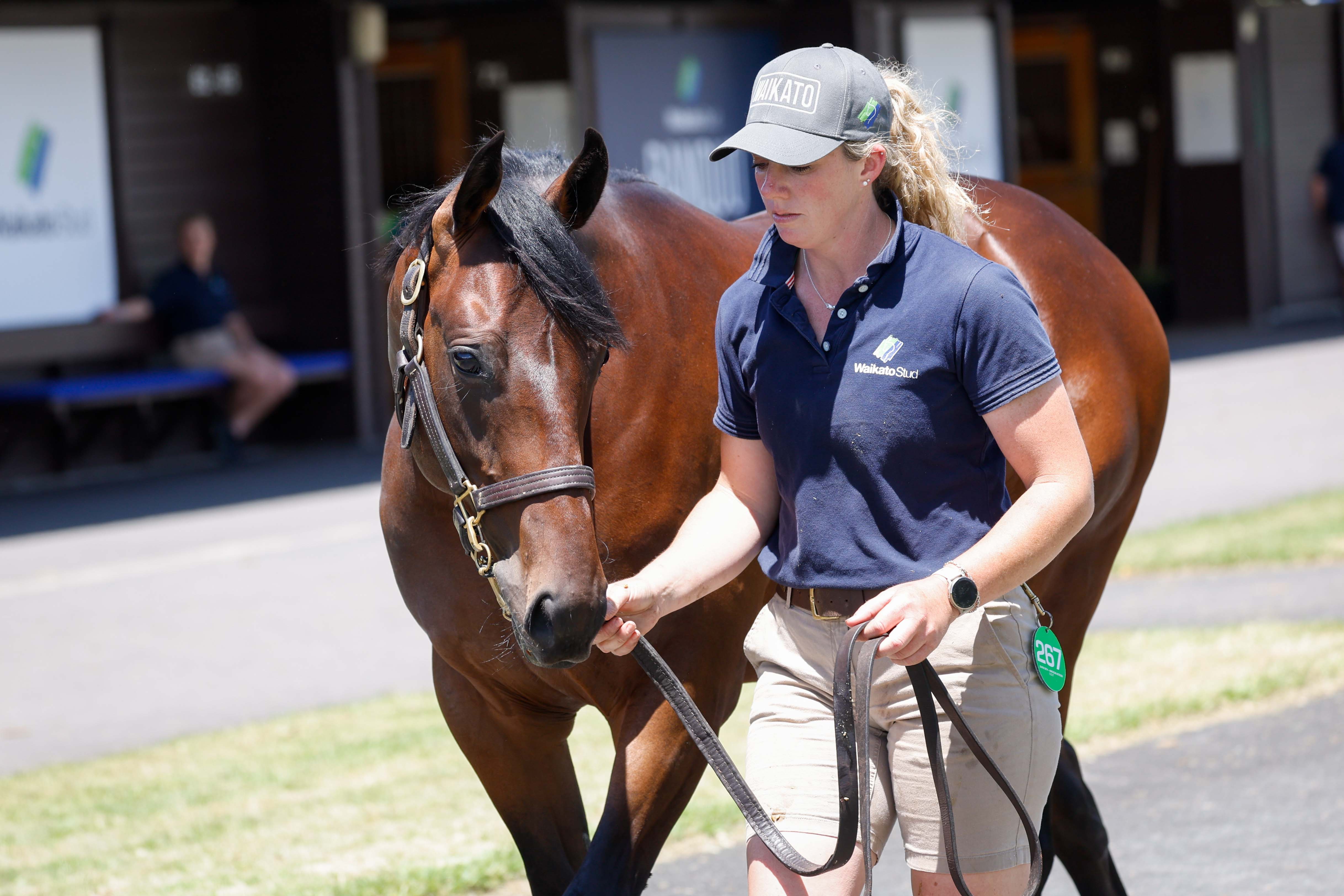 Vendors count down to special National Yearling Sale