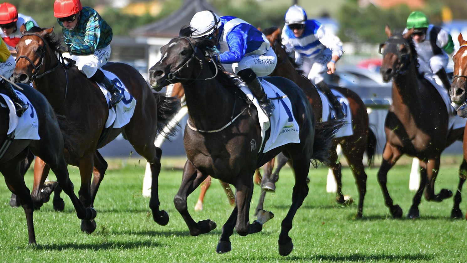 Pfgh Sacred Satono shows star quality in Ellerslie win