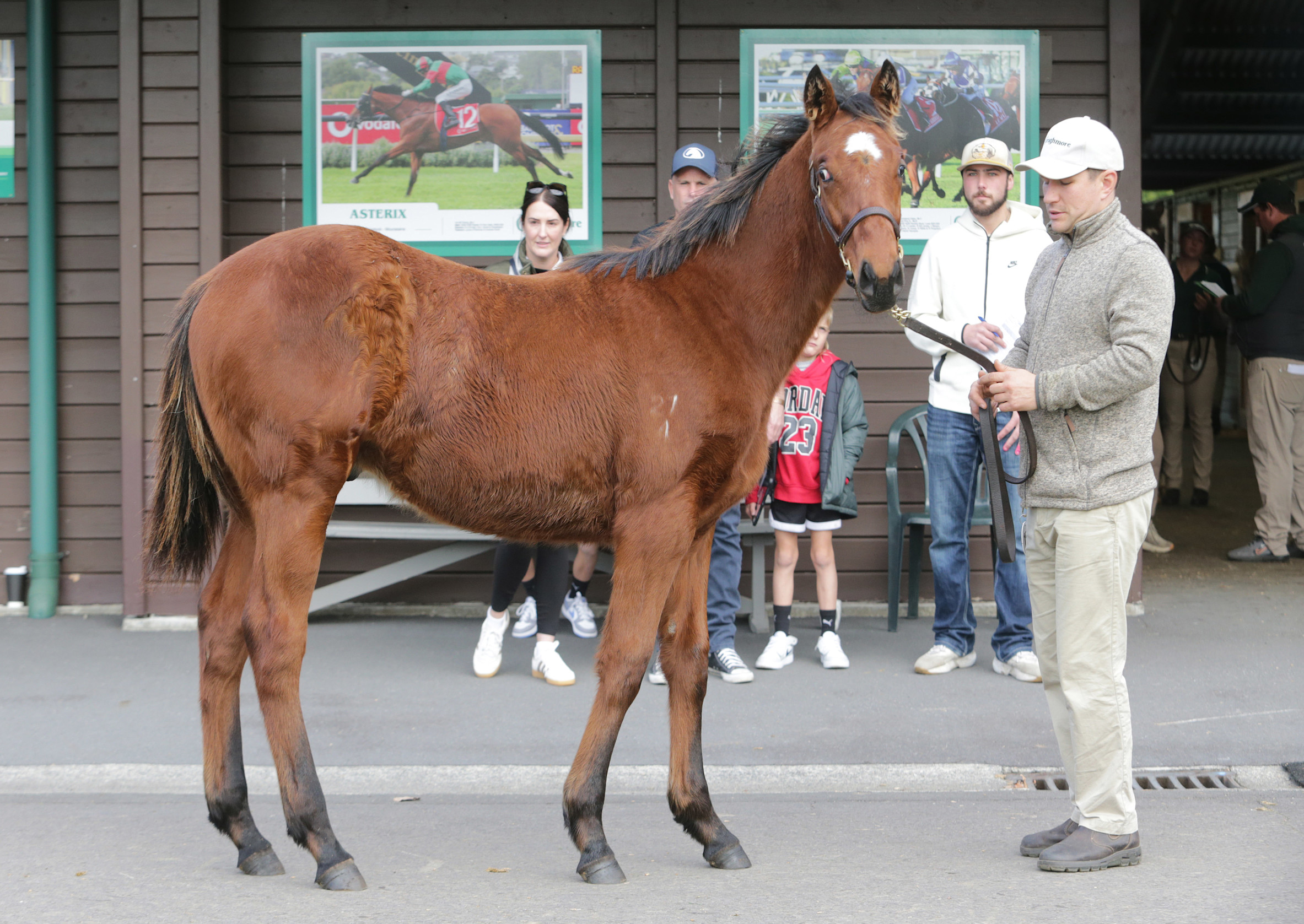 Positive build up to Karaka Weanling Sale