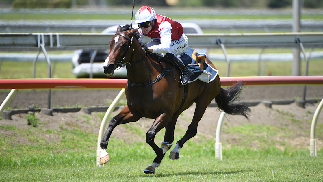OTI purchase quality Kiwi 2YO