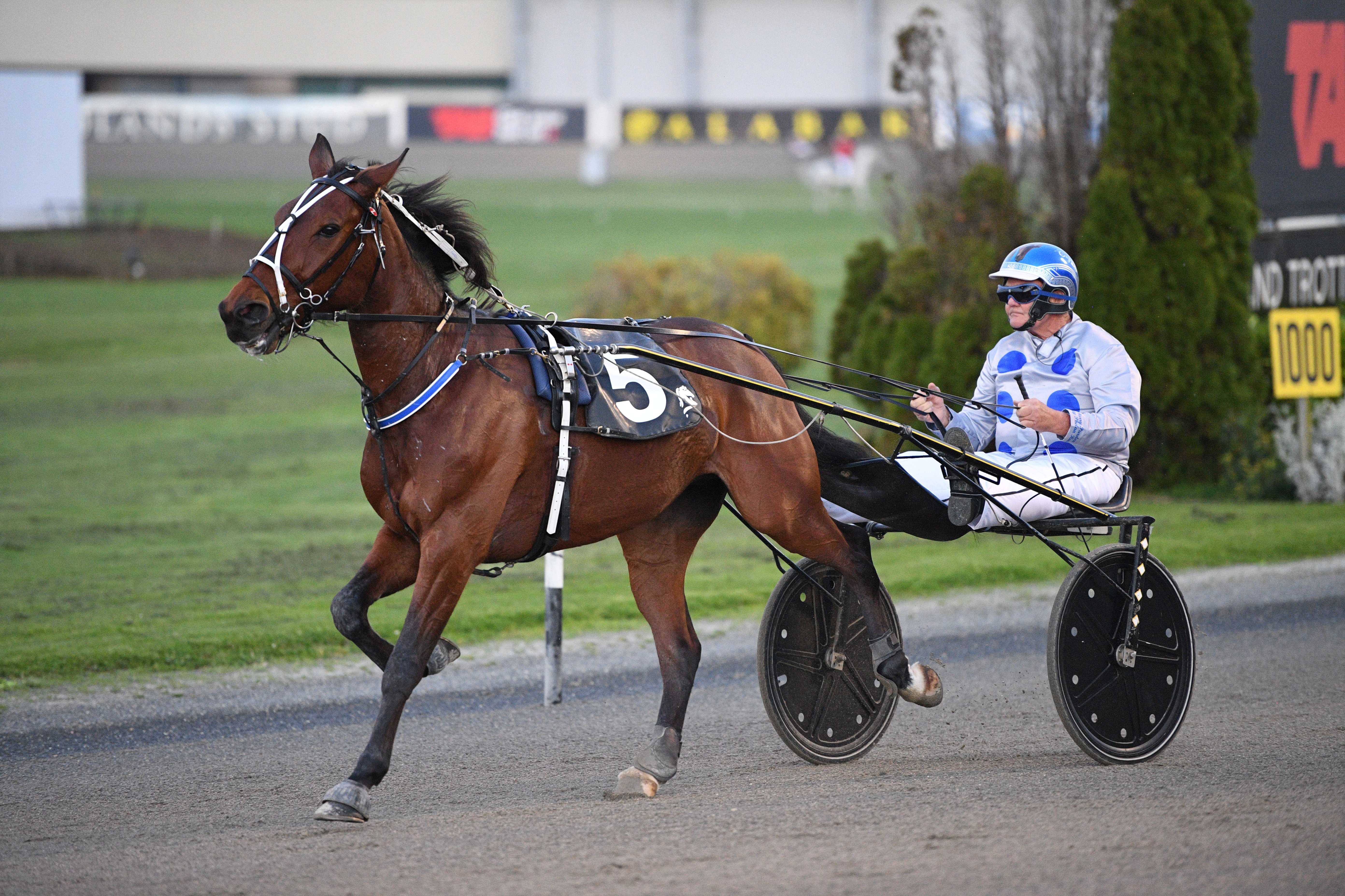 Phelan looking to a higher power with headache trotter