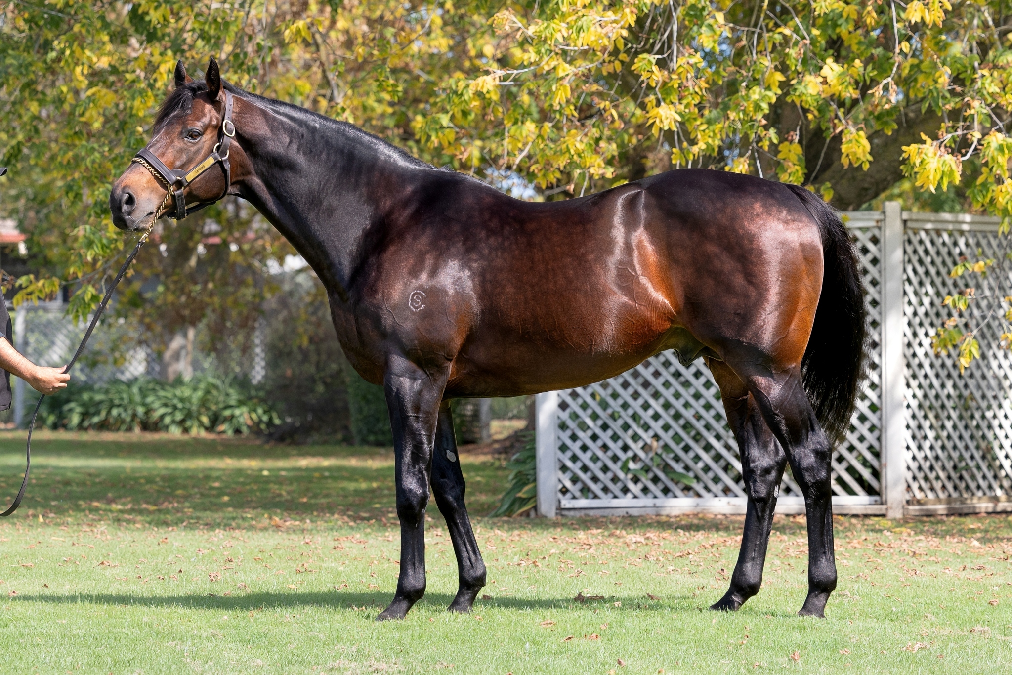 Winning weekend after Westbury confirms fees
