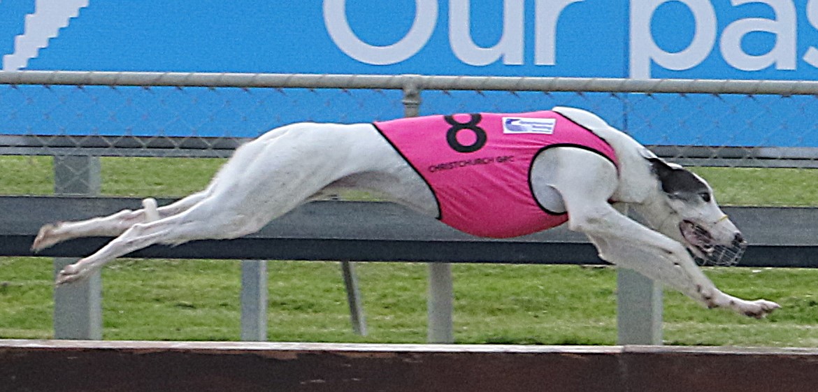Crunch time as the Greyhounds race towards the Cup