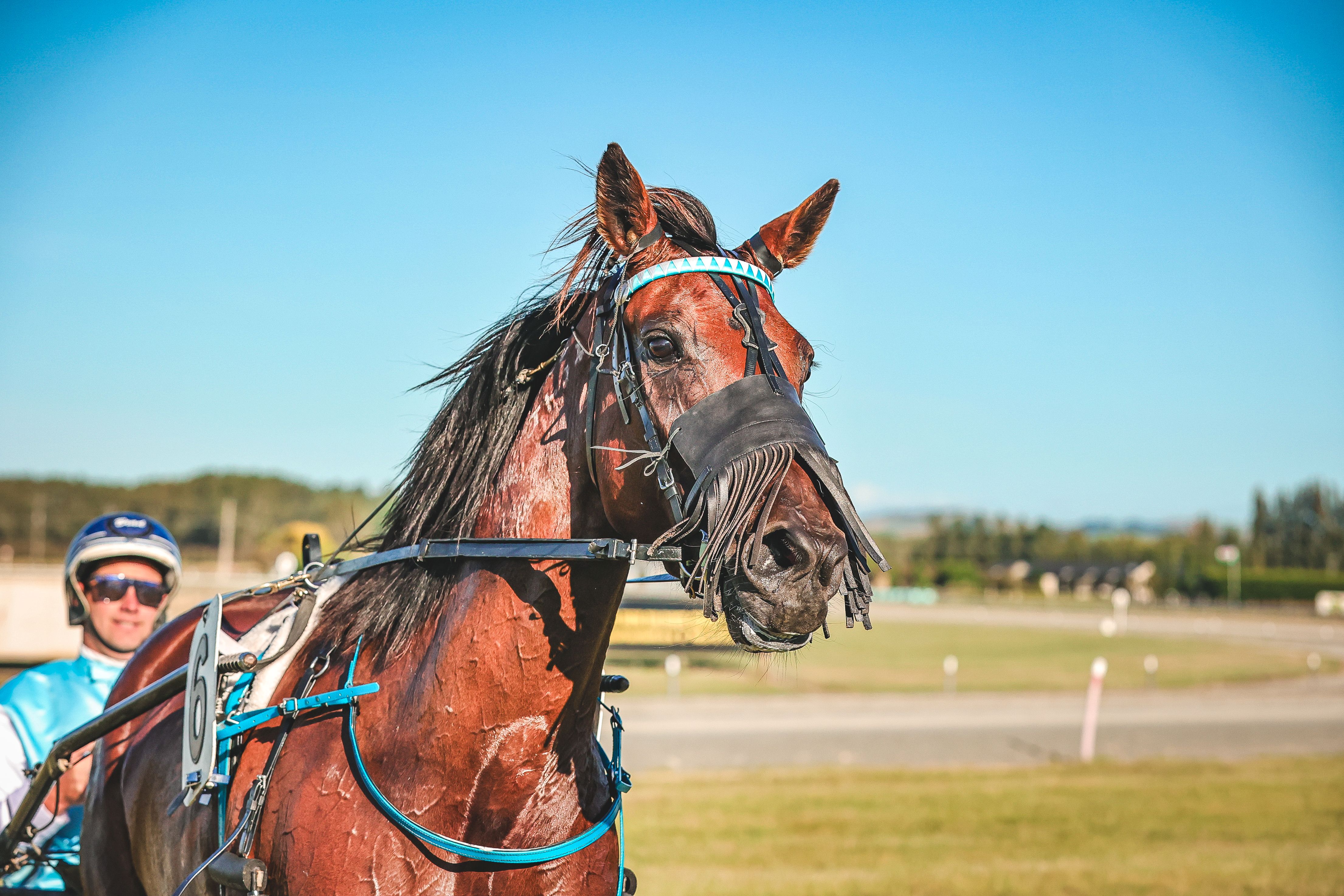 Addington looms for southern mare