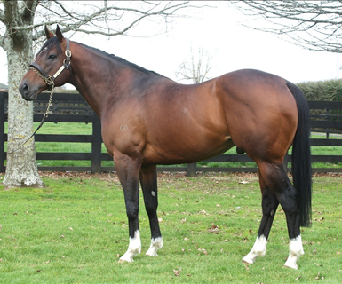 Shamexpress kicks off exciting spring in style