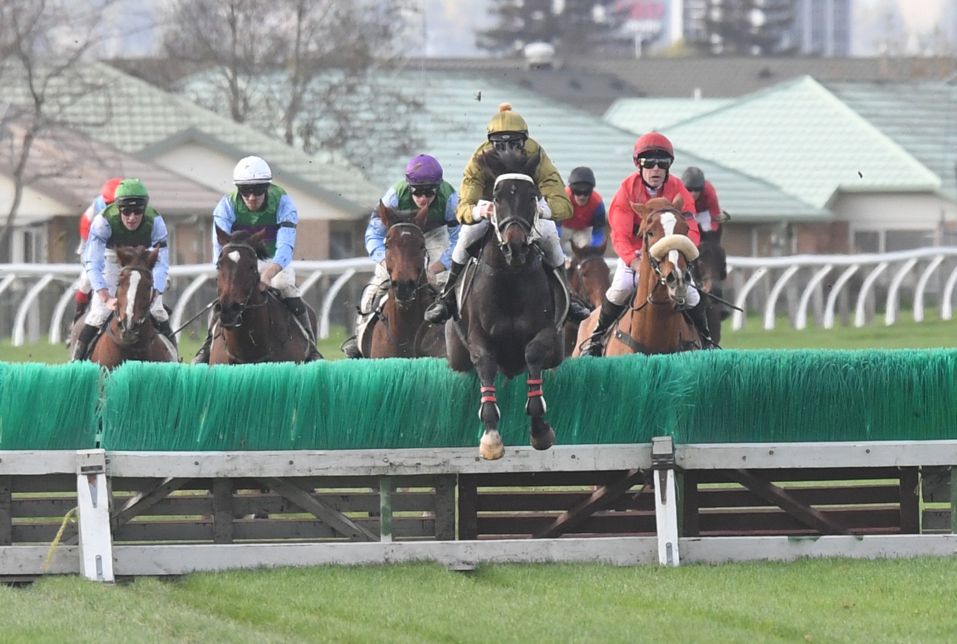 Jesko shooting for gold in Wellington Steeplechase