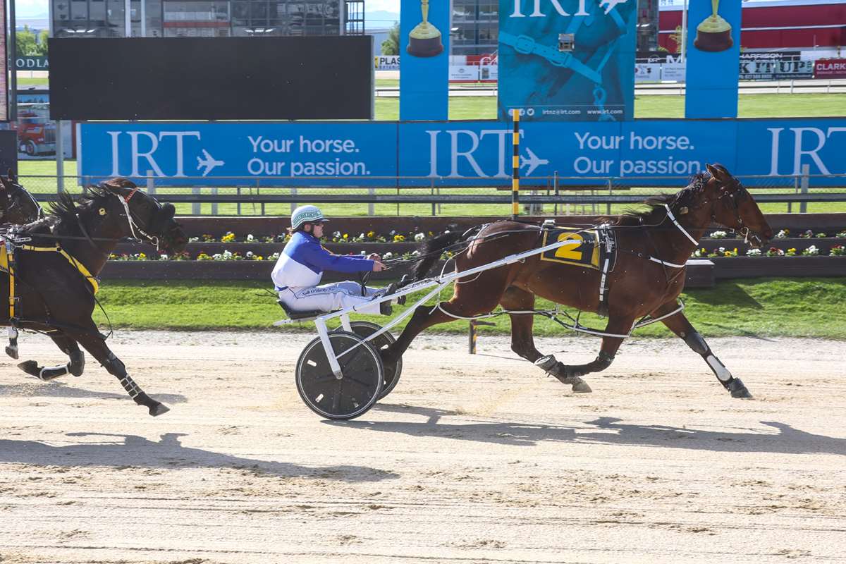 Oamaru Preview: Will the Whites win and give punters Bettor Dreams?