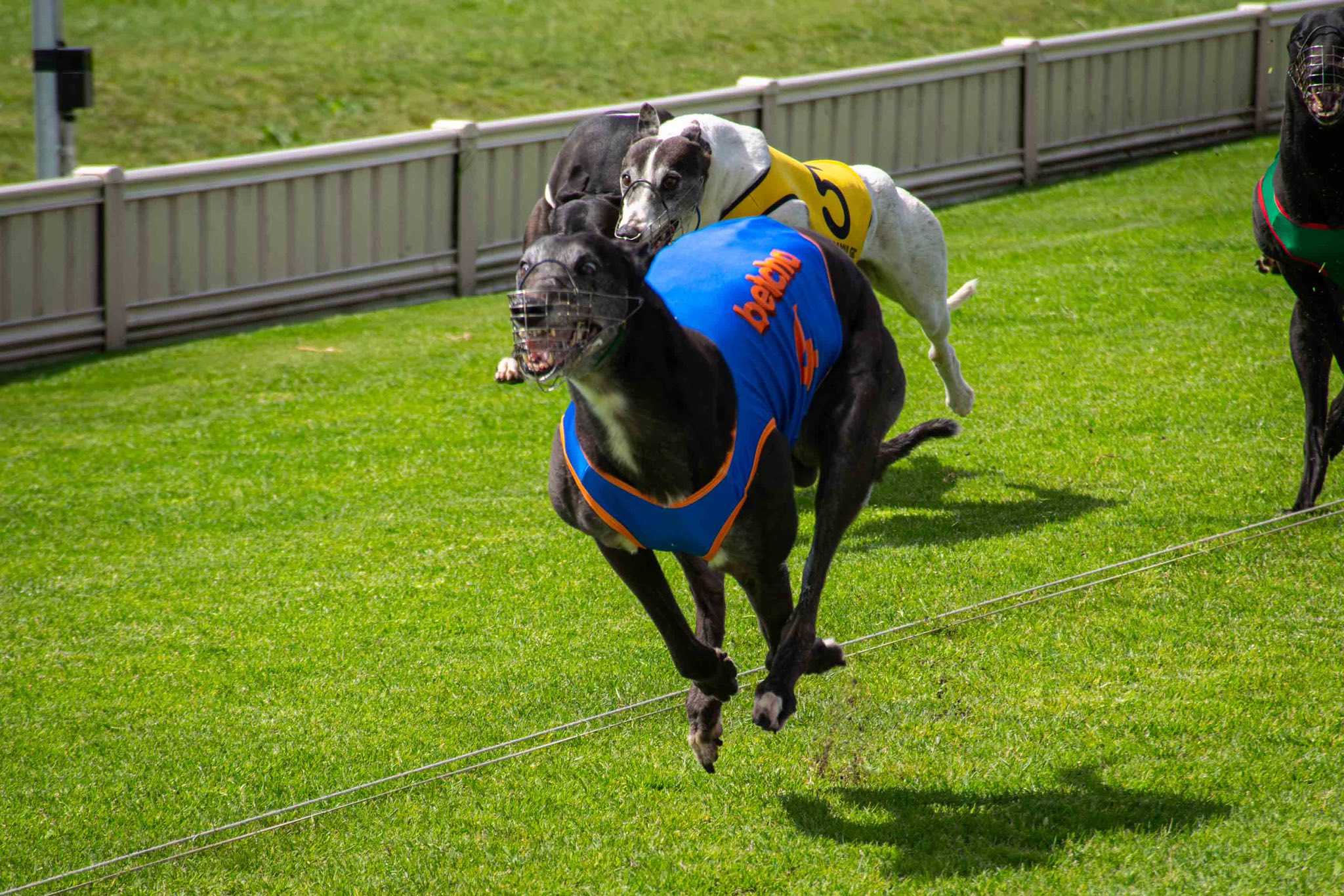 Greyhounds are running straight and Roso picks them straight