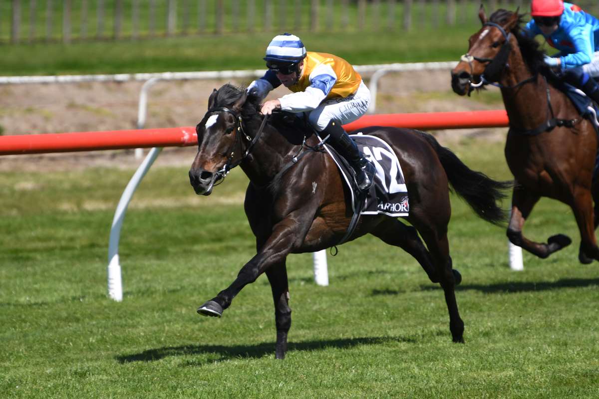 Mary Shan in search of elusive stakes victory