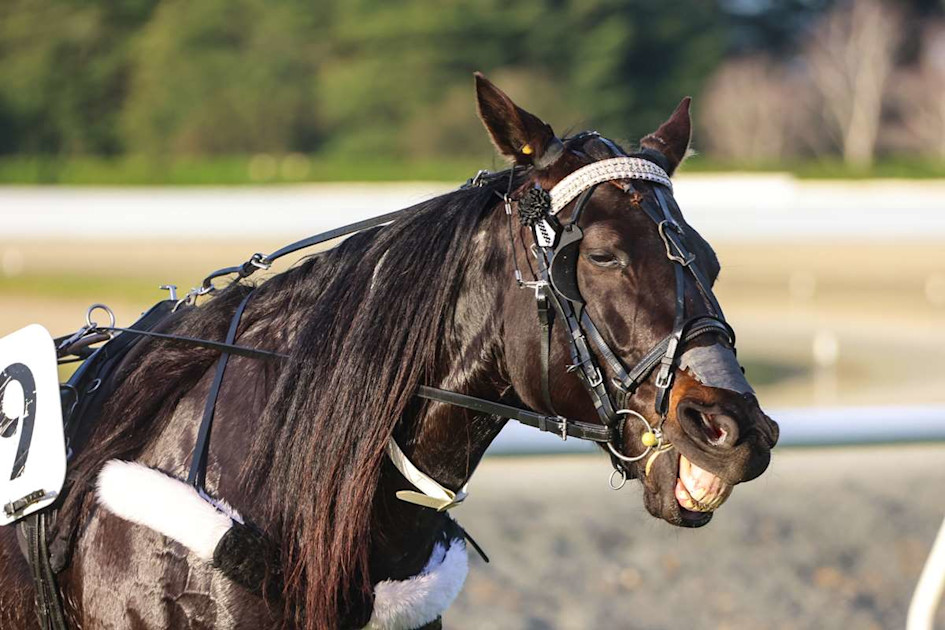 It’s not so easy to trot past the Addington stables
