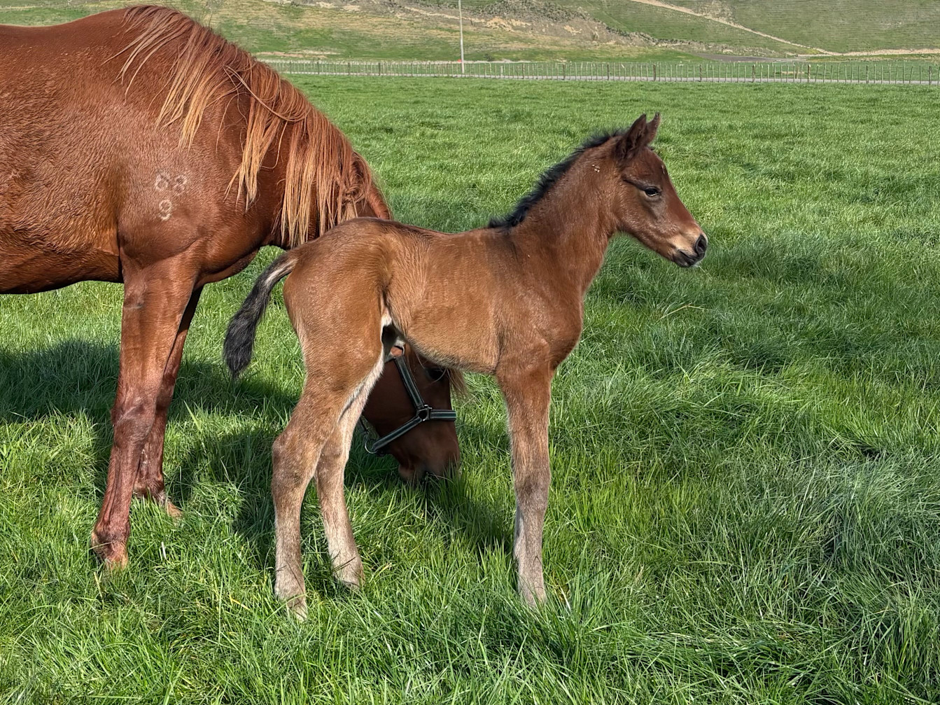 Corcoran over the moon with Hilal foal