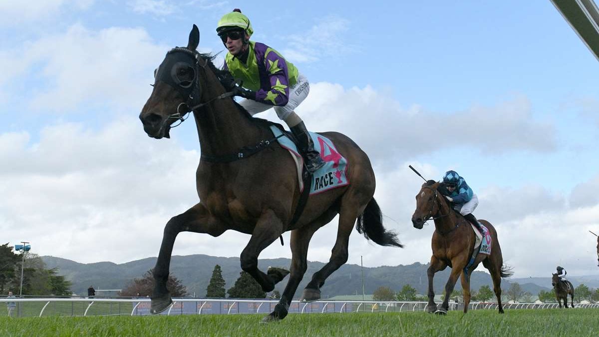 Hi Yo Sass Bomb poised for Thorndon return
