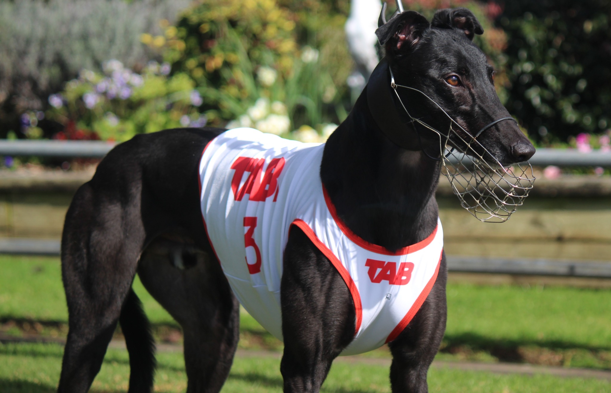 Friday-Funday, and Roso's picking winners at Palmy